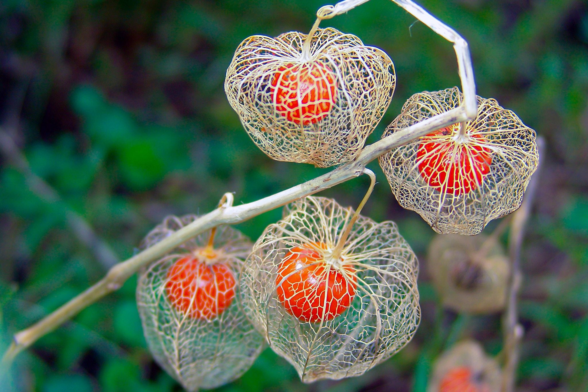lantern plant seeds Chinese Lanterns - (Physalis alkekengi) Organic Non GMO