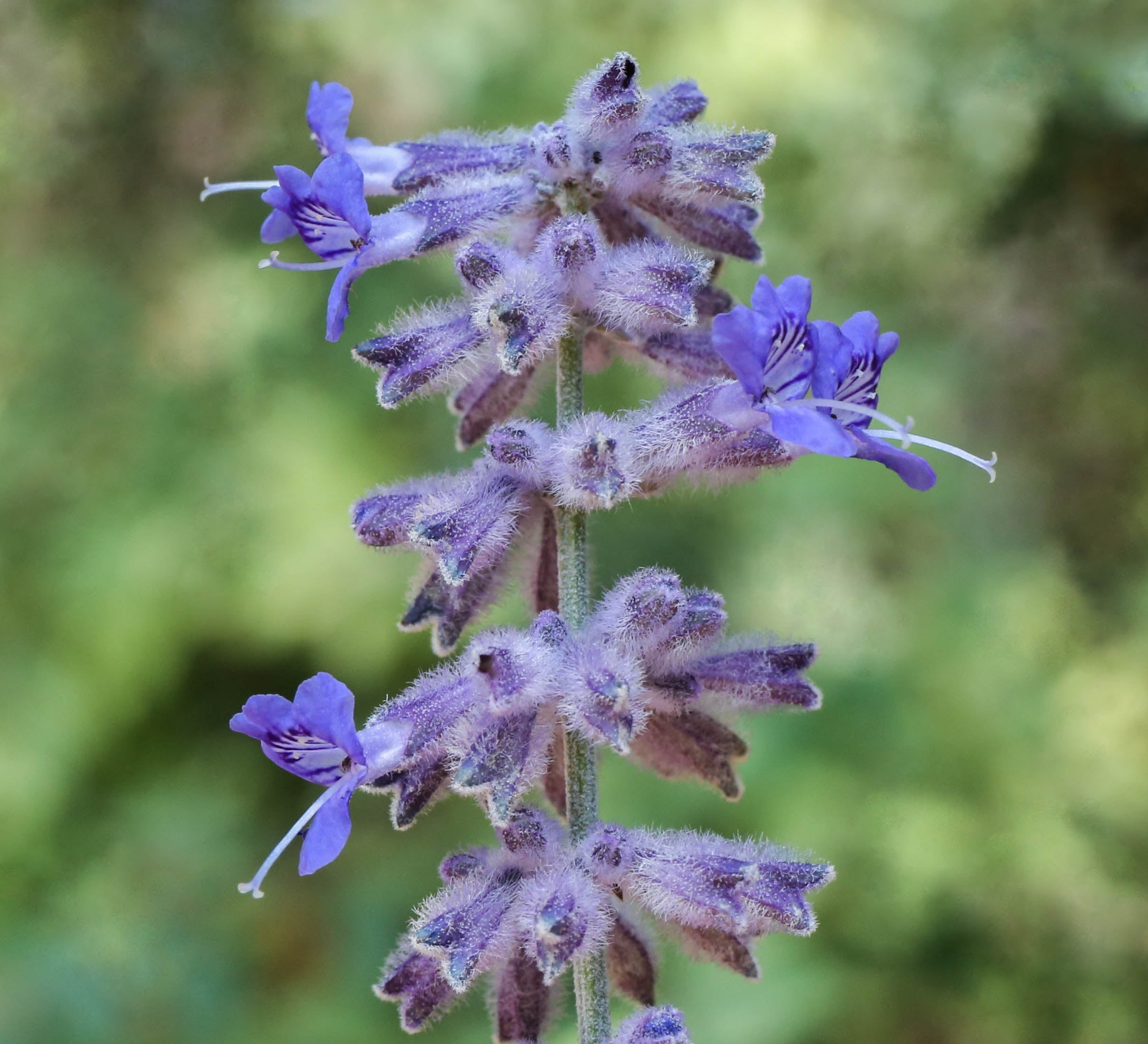 Sage Russian Salvia Yangii Perovskia Atriplicifolia Russian Sage H sage-russian-salvia-yangii-perovskia-atriplicifolia-russian-sage-h