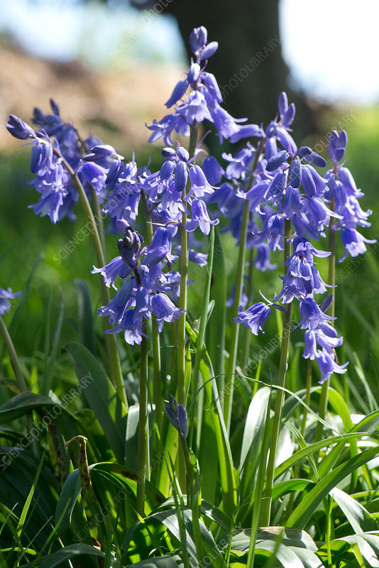 bluebell seeds from flower Bluebell Common (Hyacinthoides non-scripta) Blue Bell Flower Harebell – Bumbleseeds