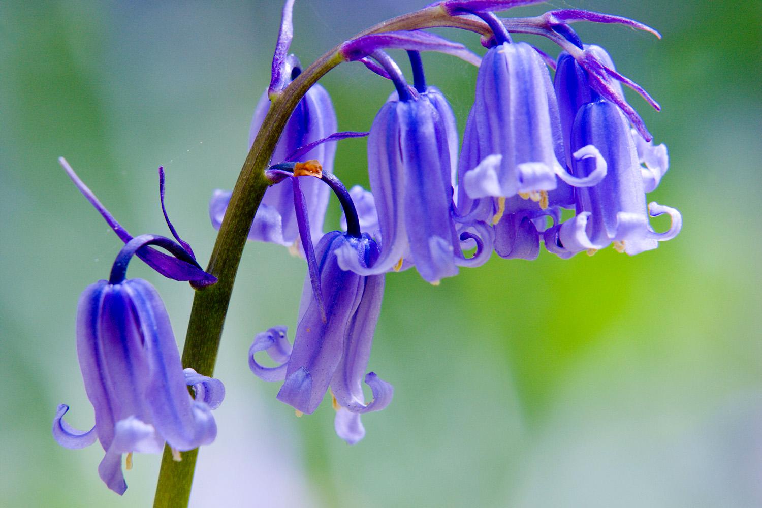 Bluebell Common (Hyacinthoides non-scripta) Blue Bell Flower Harebell