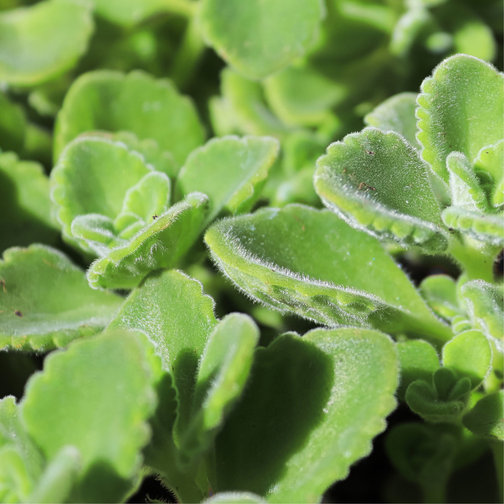 cuban oregano succulent Oregano - Cuban Oregano