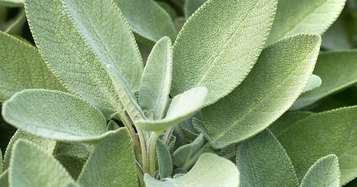 Broadleaf Sage Roots Sage - Broad Leaved (Salvia Officinalis) Non-GMO Organic Heirloom Culi ...