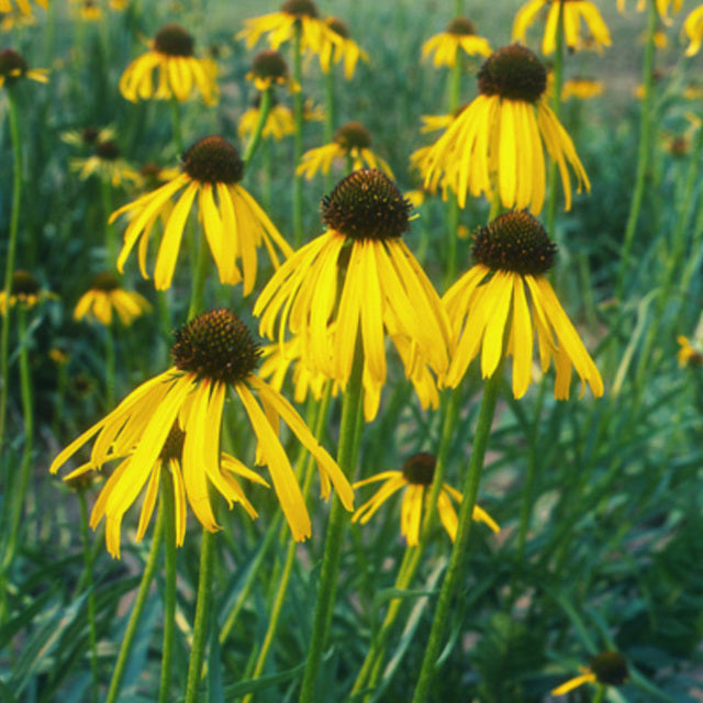 6′ Orange Yellow Wildflower Garland – Naturals Brands