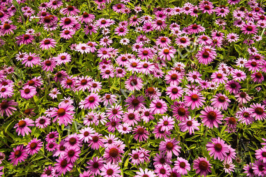 Echinacea, Prarie Splendor Deep Rose