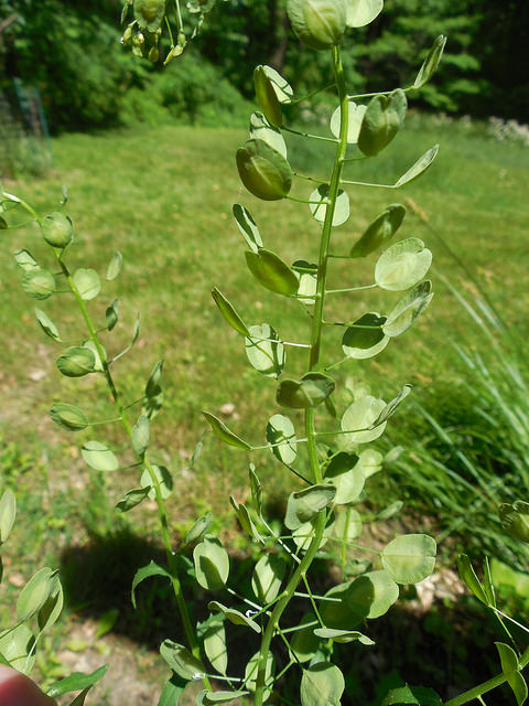 Field Penny Cress (Thlaspi arvense) Pennycress Medicinal Decorative Dried Wildflower