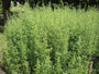 Bumbleseeds
        
        Russian Tarragon (Artemisia dracunculoides) Non-GMO – Organically Grown - Culinary Herb
      

      
        

        $3.50