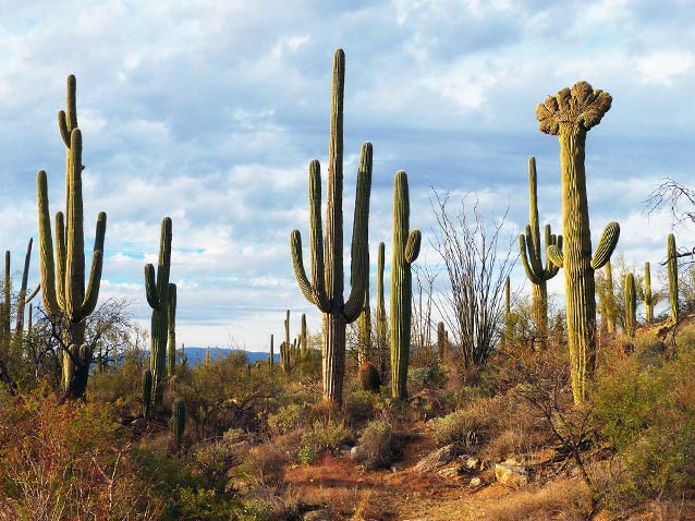 Saguaro or Sahuaro (Carnegiea gigantea) shaped like a man. Typical columnar  cactus from the Sonoran Desert, Mexico. monotípicoc is a species of greater  size among the cacti . KEY WORDS: surreal, alien