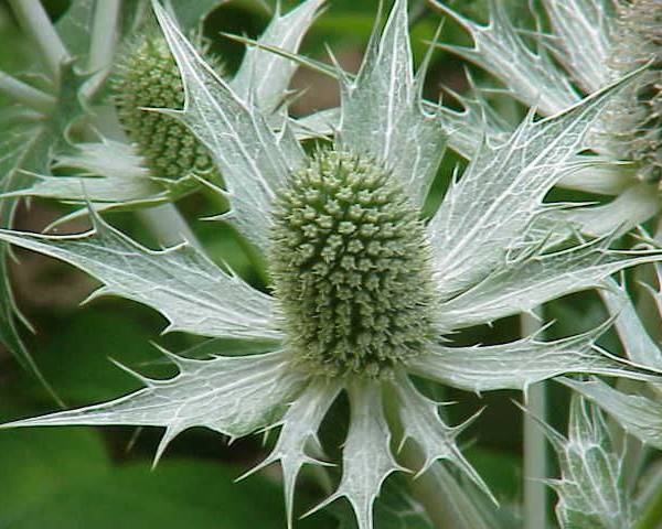 Eryngium - Giant White Sea Holly - Miss Willmott's Ghost ( Eryngium gi ...