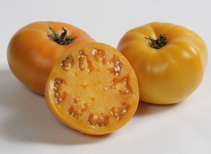 Tomato - Beefsteak - Brandywine - Yellow (Lycopersicon esculentum cv. –  Bumbleseeds