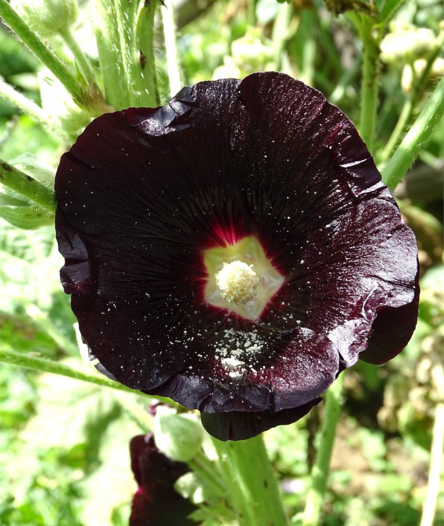 RP Seeds : Alcea rosea nigra (Black Hollyhock) 30 seeds £2.55