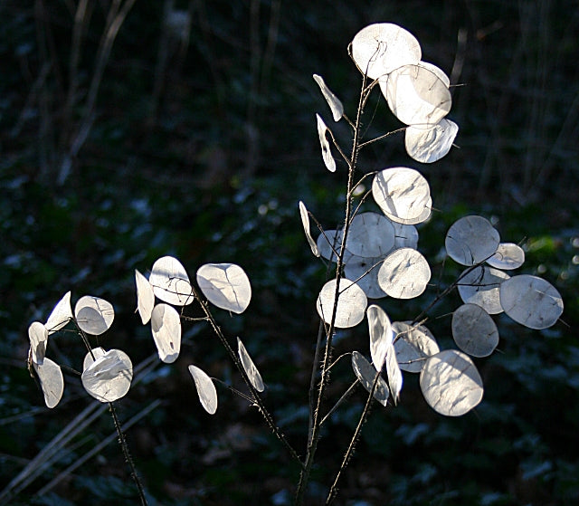 lunaria honesty money plant Honesty - Lunaria
