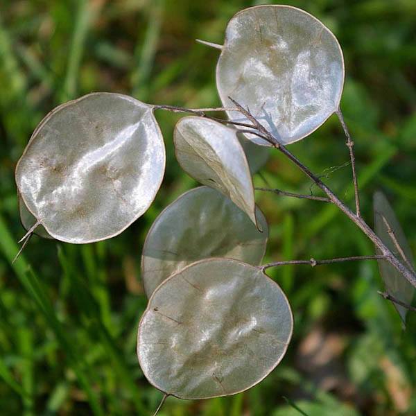 lunaria honesty money plant Honesty - Lunaria