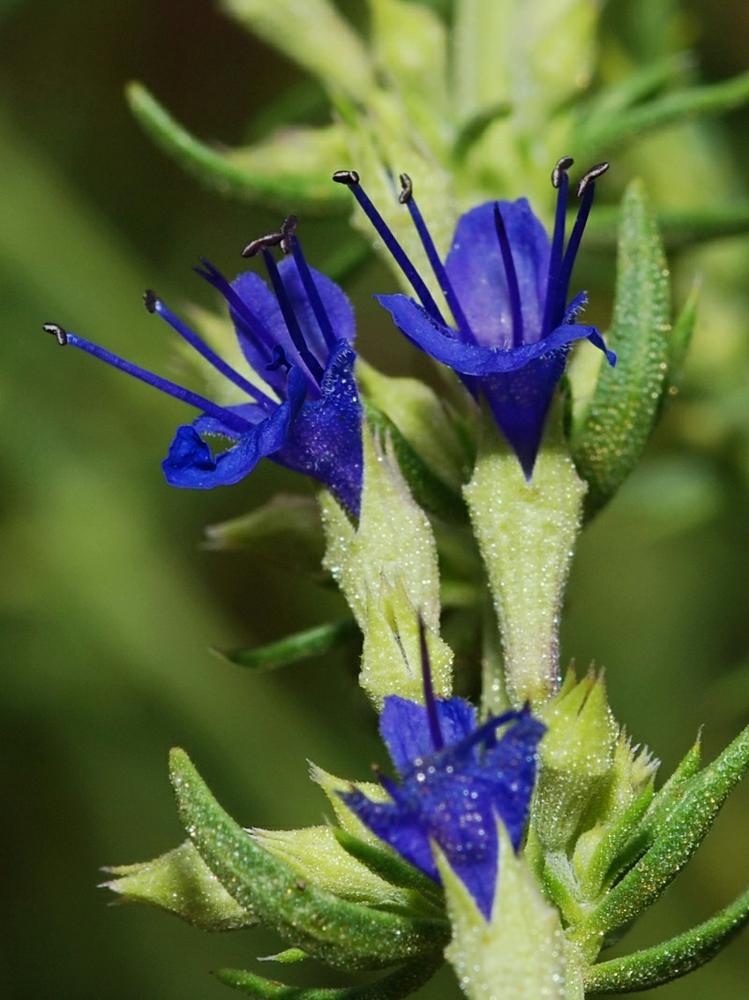 Hyssop (Hyssopus officinalis) Hysope Herbe de Joseph Evergreen Heirloo ...