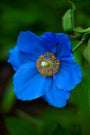 Bumbleseeds
        
        Poppy - Blue Himalayan poppy (Meconopsis betonicifolia or Meconopsis baileyi) Blue Poppies Wildflower Flower
      

      
        

        $3.50