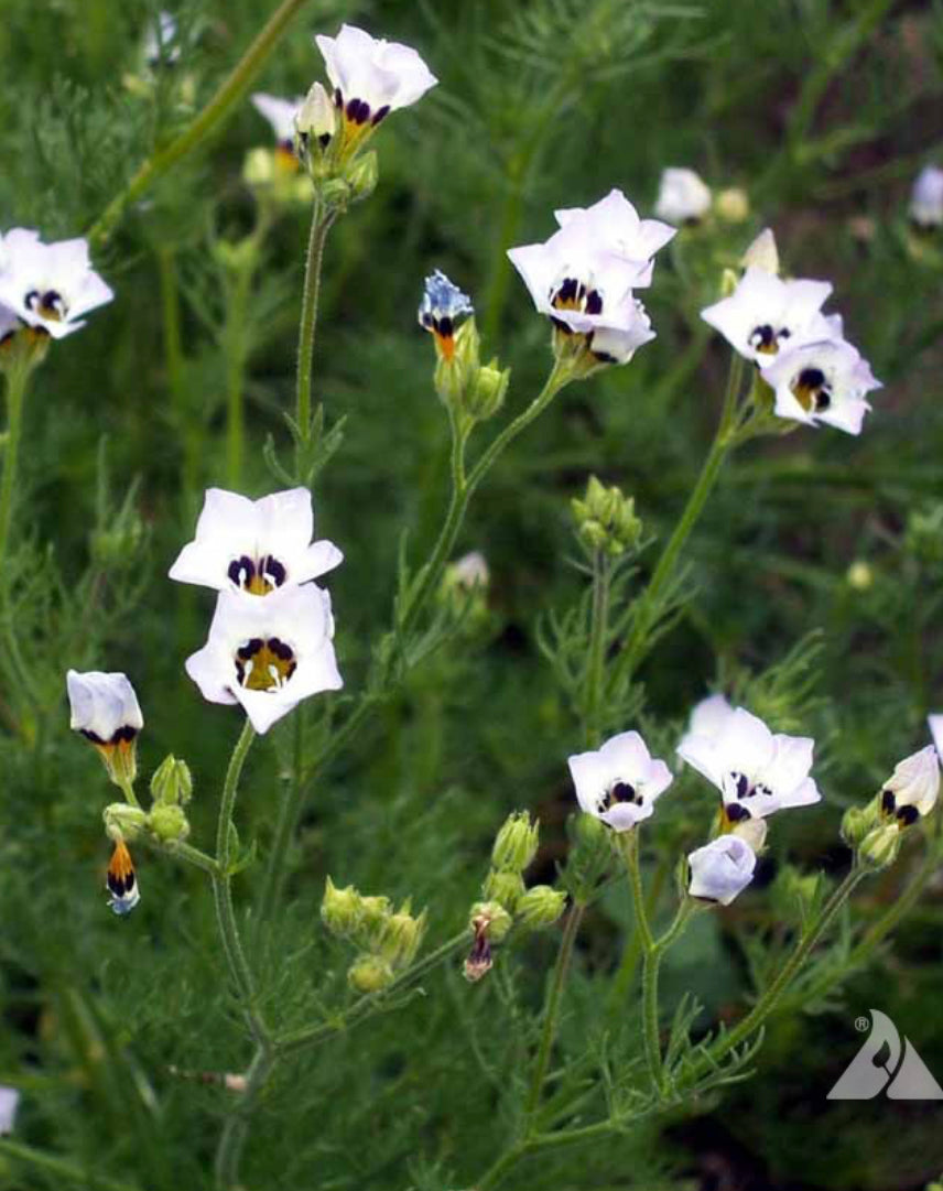 birds eye flower seeds Bird's Eyes Seeds