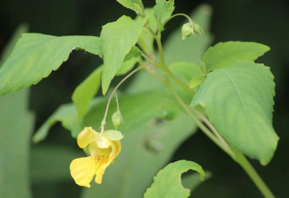 touch me not flower seeds Jewelweed