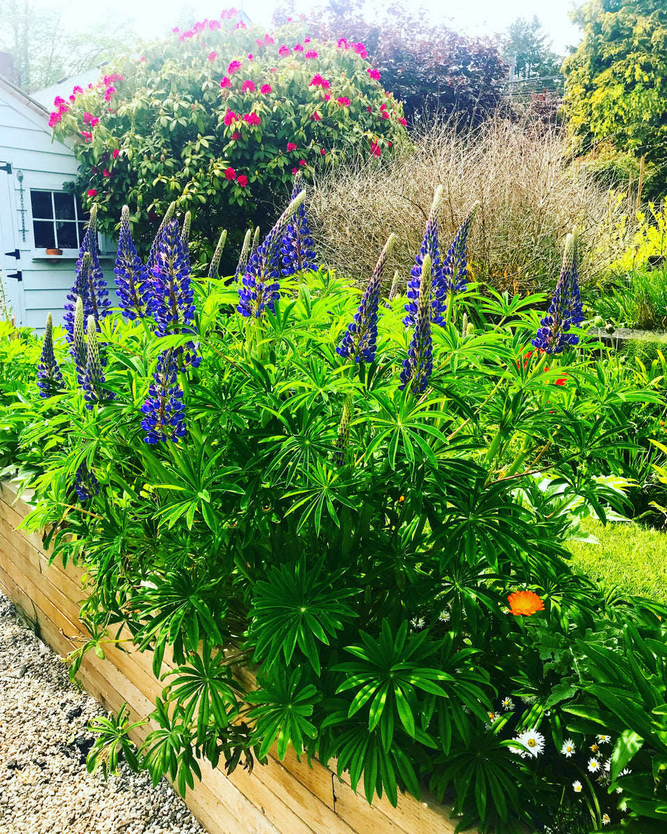 Lupin - Purple ( Lupinus) Lupine Flower Bluebonnet Lupines Open Pollin ...