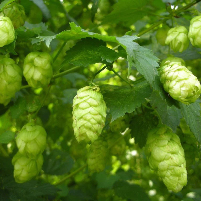Hops - Common Hops (Humulus lupulus) Climbing Hop Vine Heirloom NonGMO ...