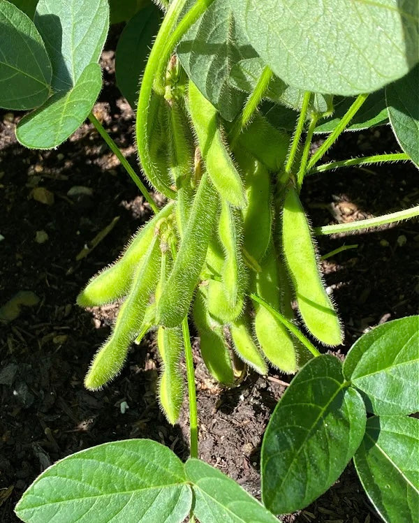 Sojaboon Edamame ‘Chiba Green’ | De biologische zaden Sojaboon Edamame ‘Chiba Green’ | De biologische zaden