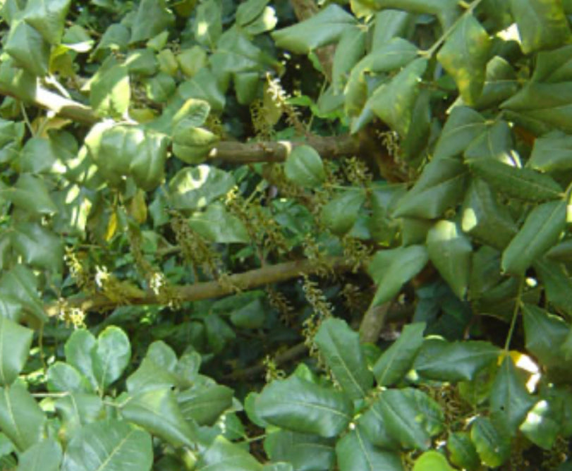 Carob Seed Locust Bean (Ceratonia Siliqua) St. John's Bread Locust B