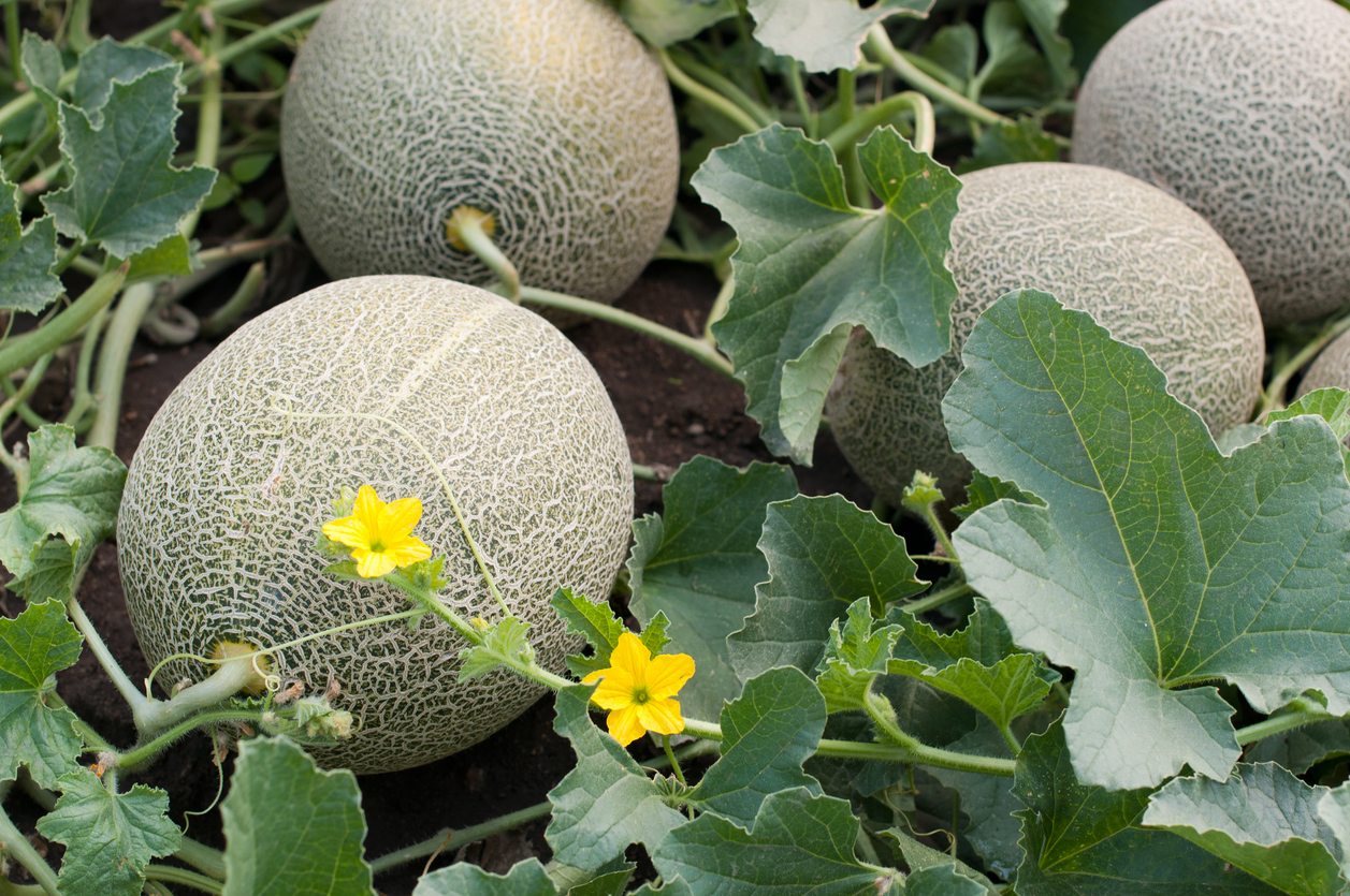Melon - Iroquois (Cucumis melo) Melon Open – Bumbleseeds