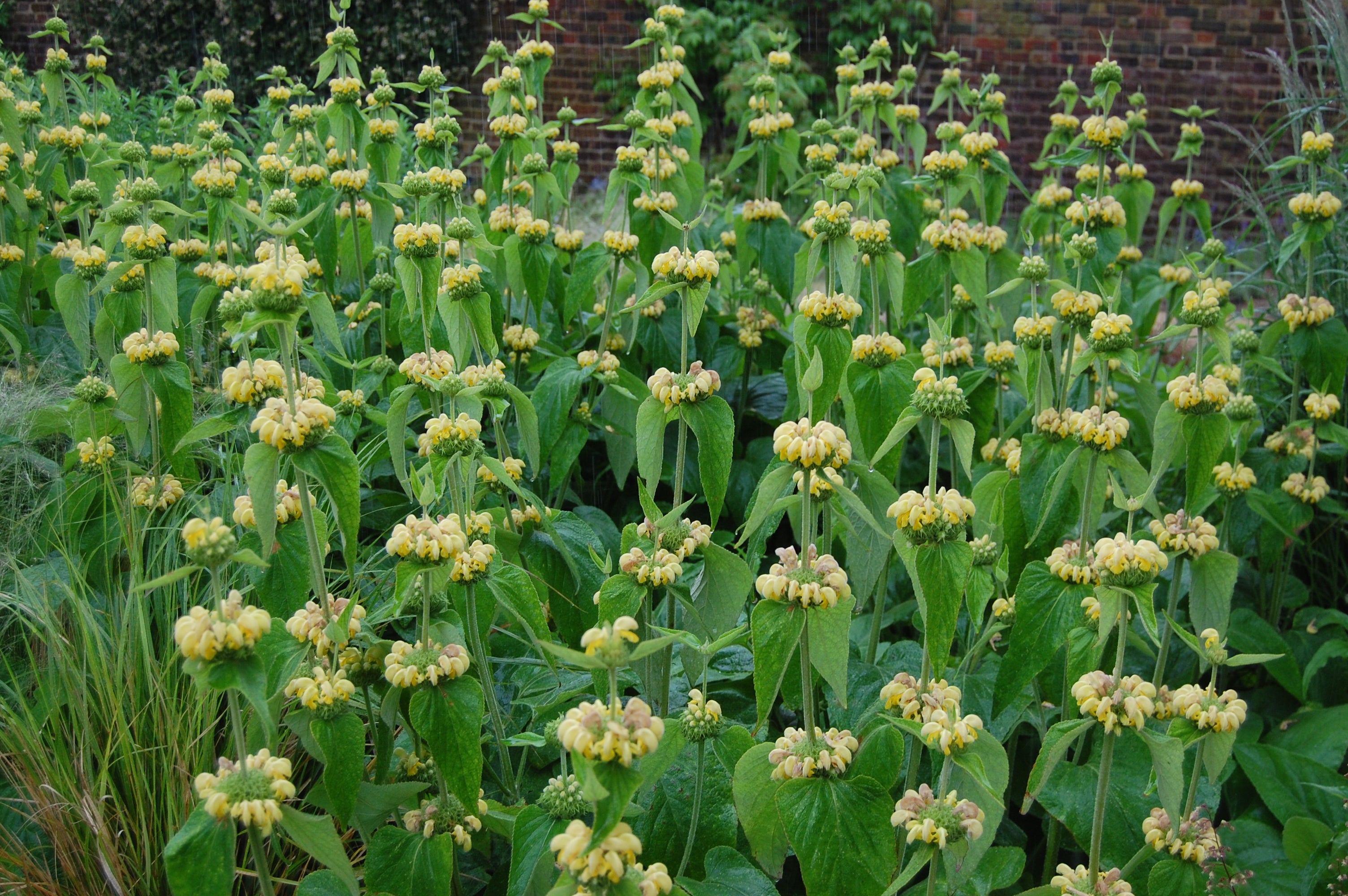 Phlomis Jerusalem Sage Phlomis Russeliana Sims Bentham Russel s S phlomis-jerusalem-sage-phlomis-russeliana-sims-bentham-russel-s-s