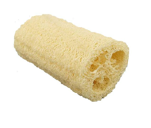 Luffa - Miriam Sponge Gourd (Luffa cylindrica) Loofah Sin Gua Asian An ...