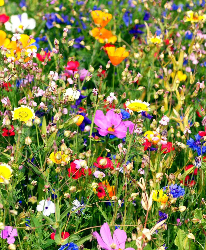 Wildflowers Of Summer-Full & Small Version - Blackberry Primitives