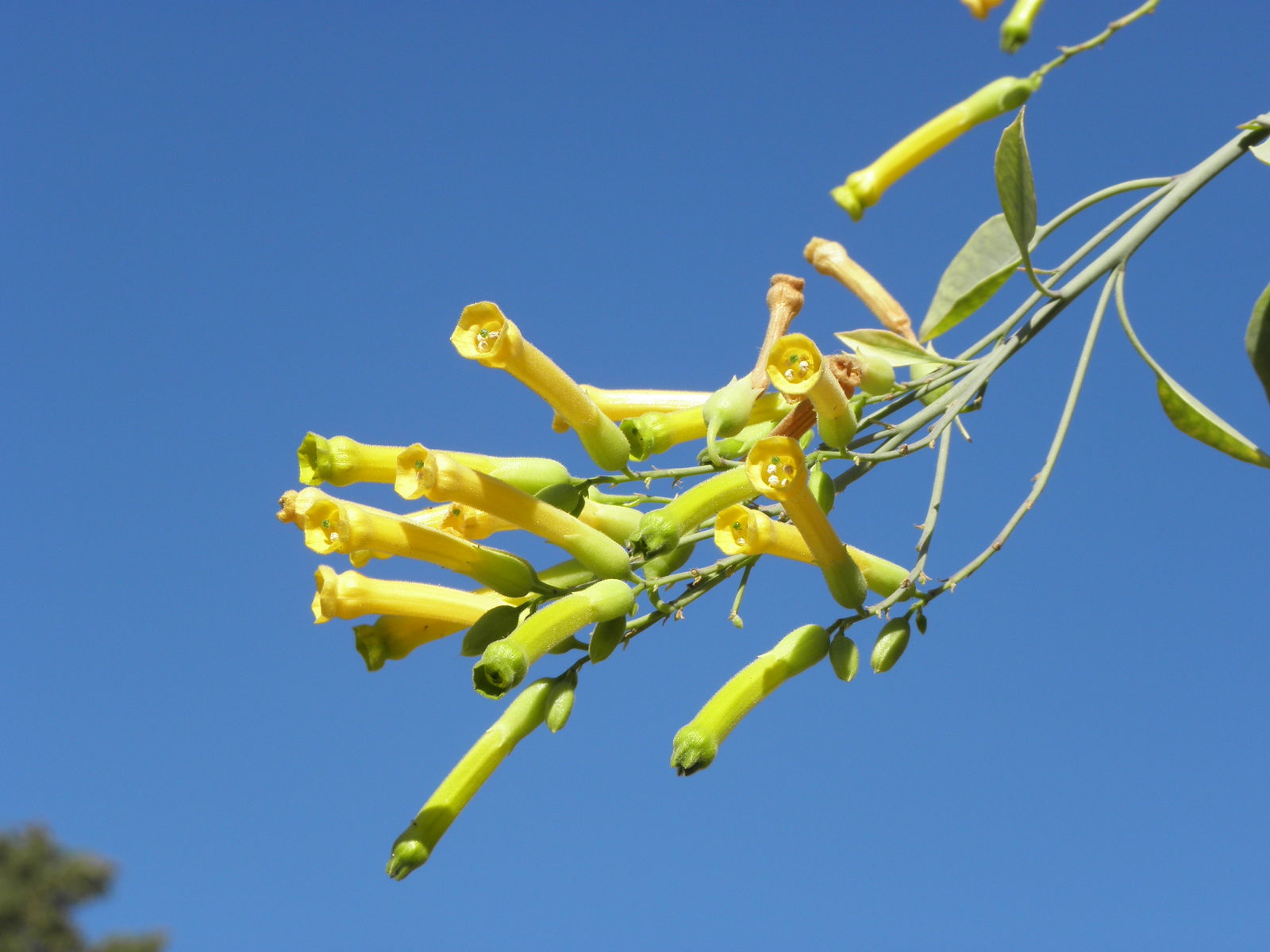 tobacco plant flower Tobacco 'Langsdorff's Tobacco' seeds tobacco plant flower Tobacco 'Langsdorff's Tobacco' seeds