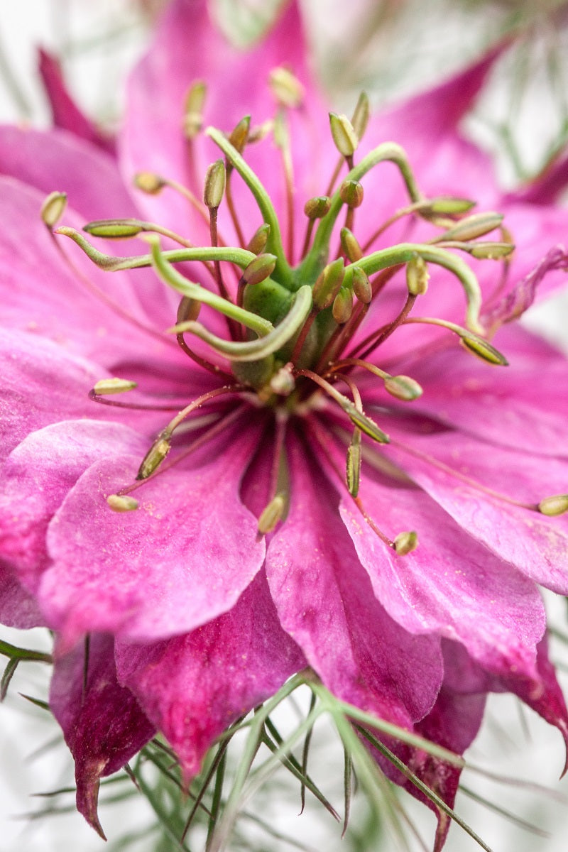 love in a mist persian jewels flower seeds Love-in-a-Mist - Nigella