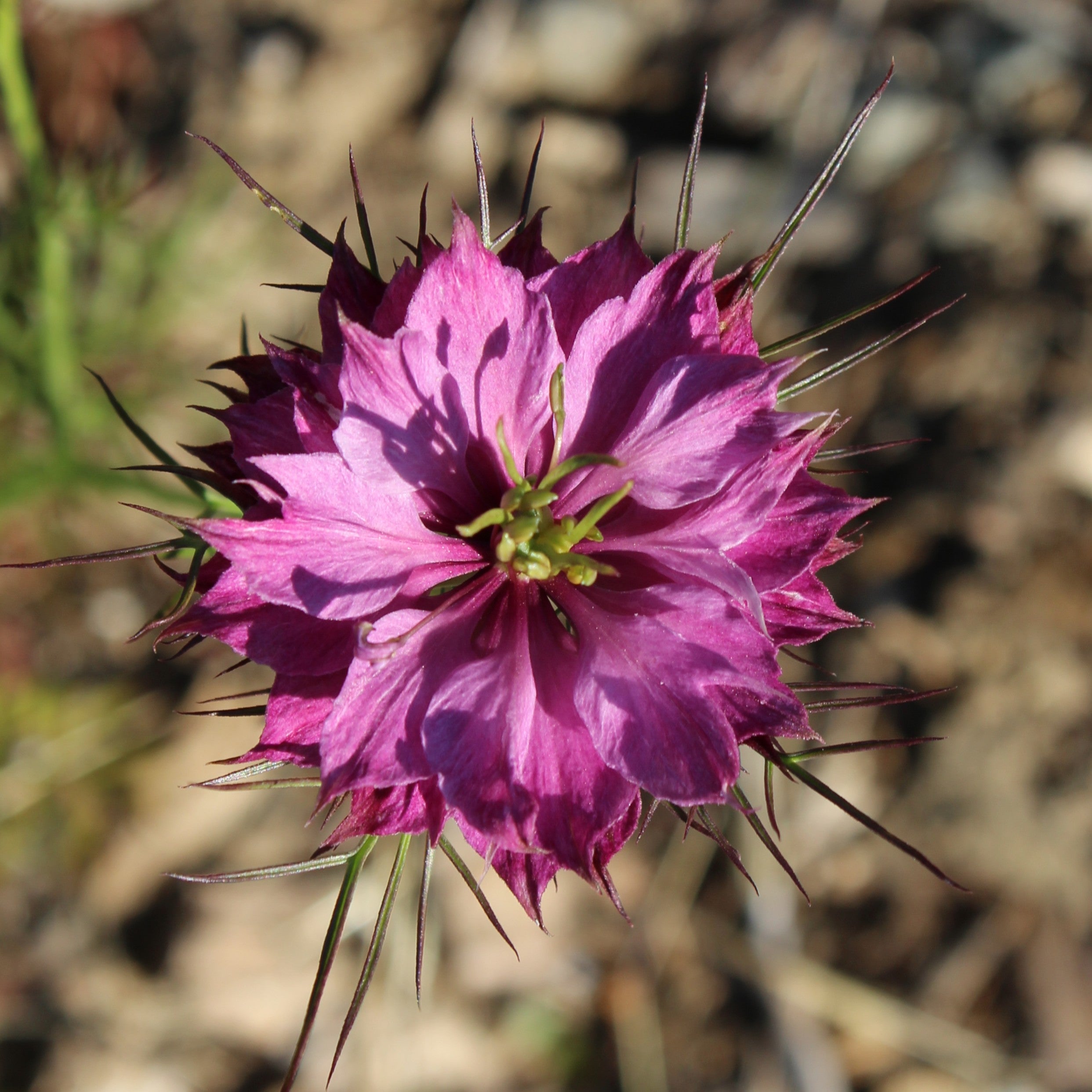 Persion Roses Love-in-a-Mist - Nigella - Persian Rose (Nigella damascene) Rose Persi ...