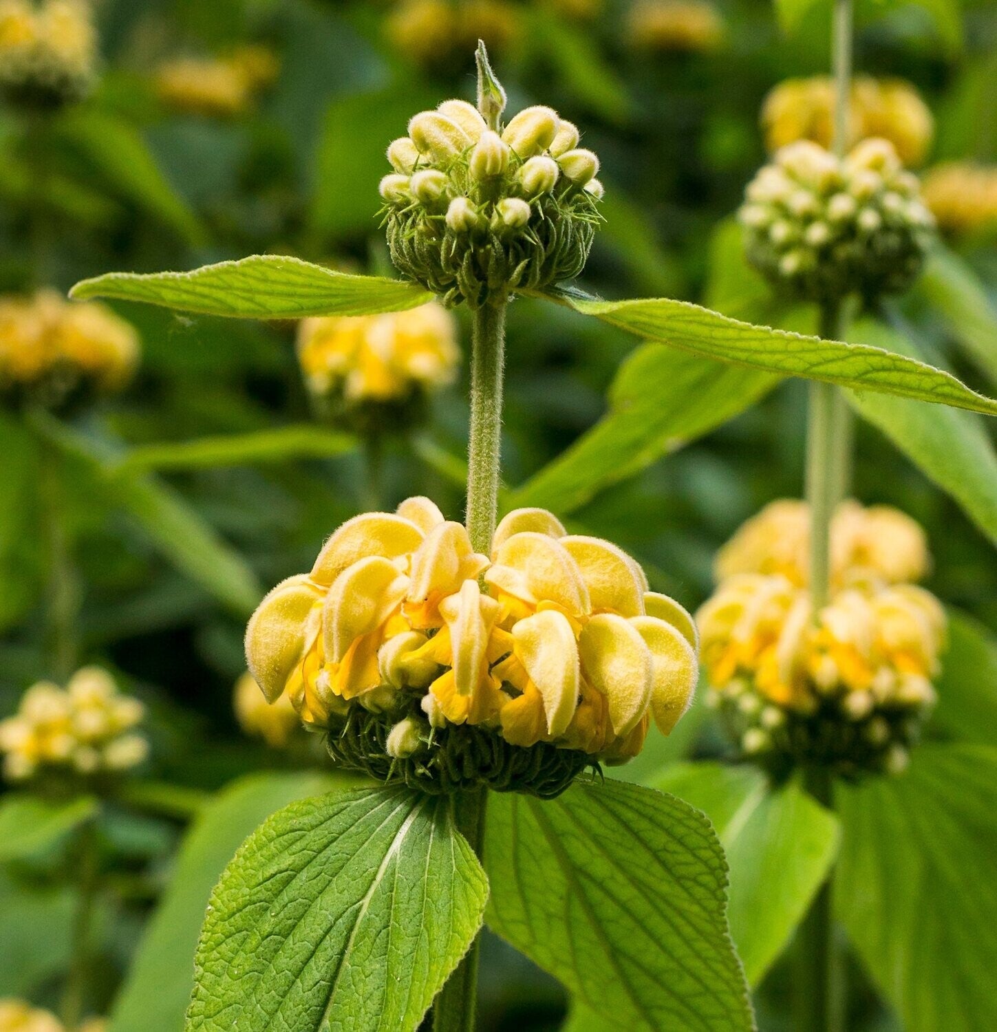 Phlomis Jerusalem Sage Phlomis Russeliana Sims Bentham Russel s S phlomis-jerusalem-sage-phlomis-russeliana-sims-bentham-russel-s-s