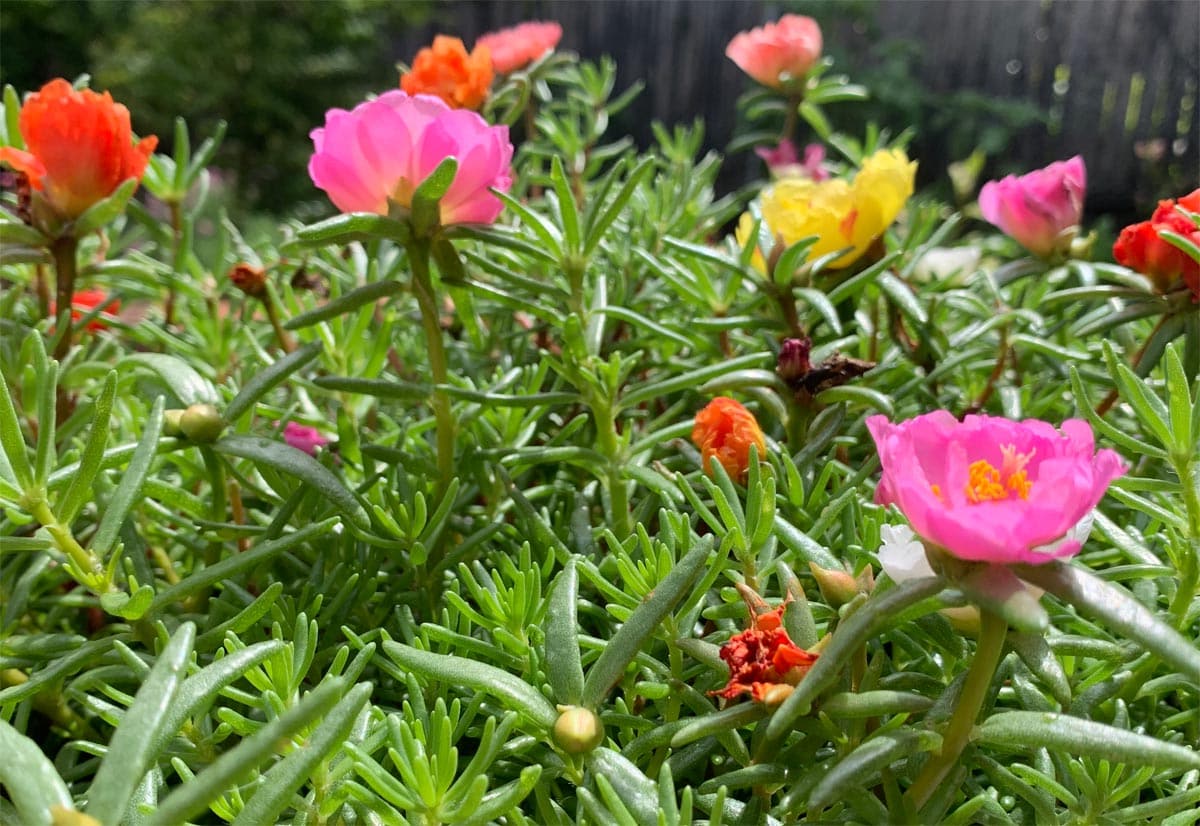 Moss Rose Double Flowered Portulaca