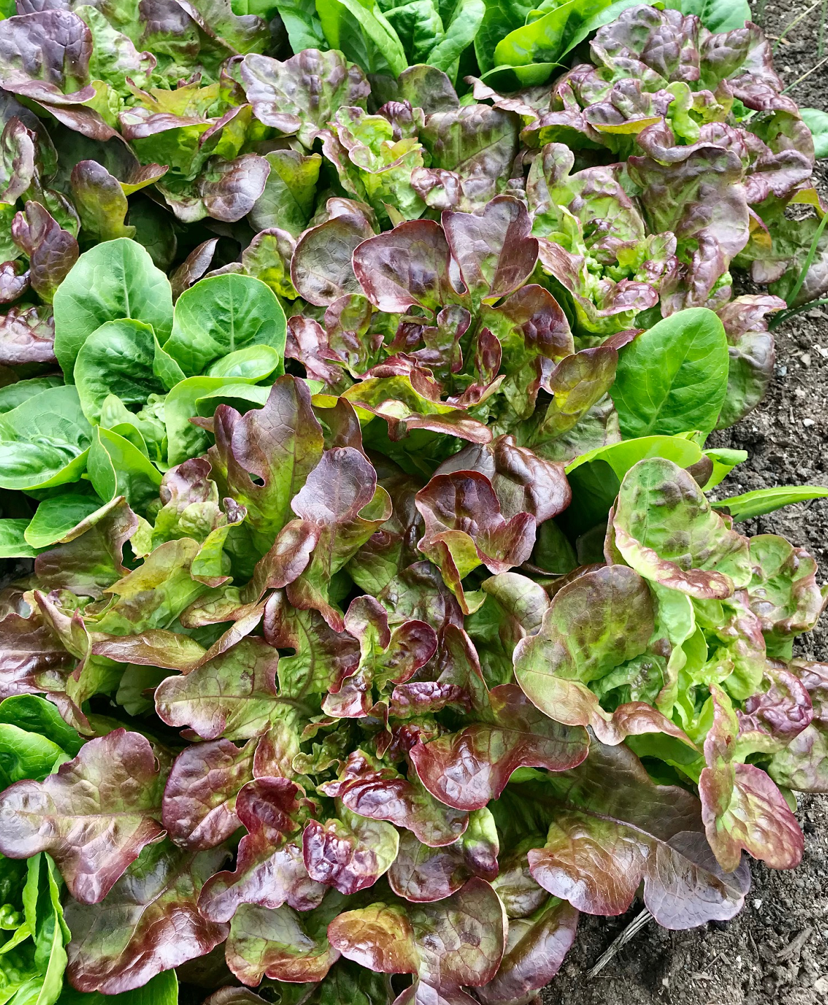 Lettuce - Spring Mix - Gourmet Blend of Erb Stella Chicory Endive and ...