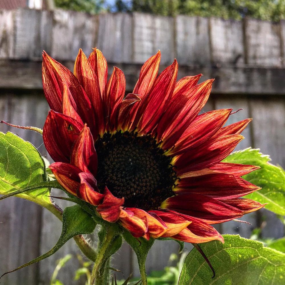 Red Sunflowe Red Sunflower Plants