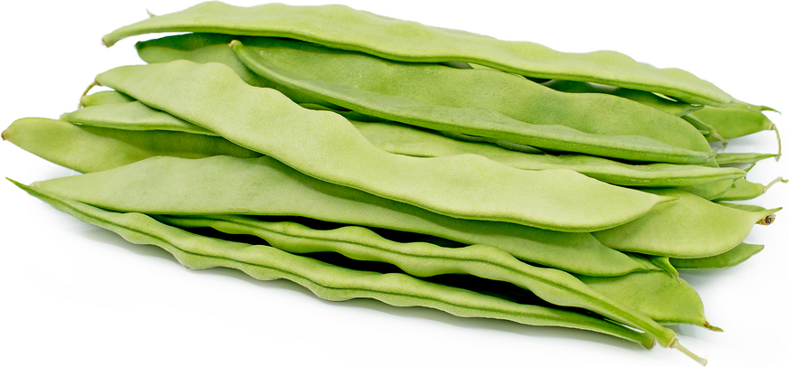 Italian Roma Bush Bean - Bush Bean - Romano (Phaseolus vulgaris) Organic Roma Bush Bean ...