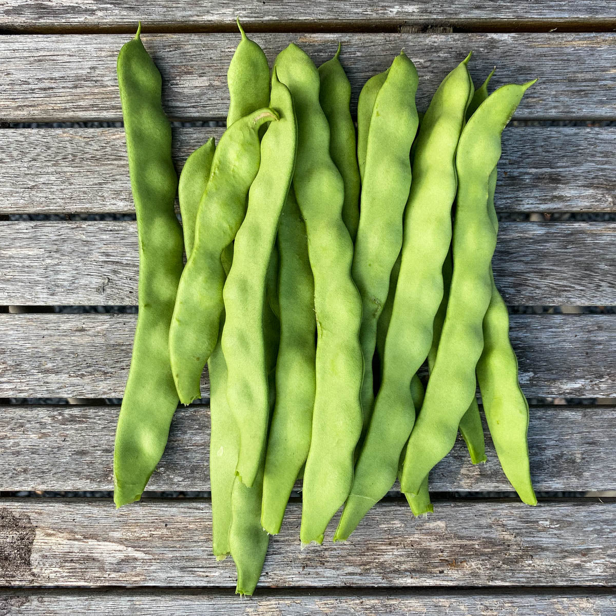 Italian Roma Bush Bean - Bush Bean - Romano (Phaseolus vulgaris) Organic Roma Bush Bean ...