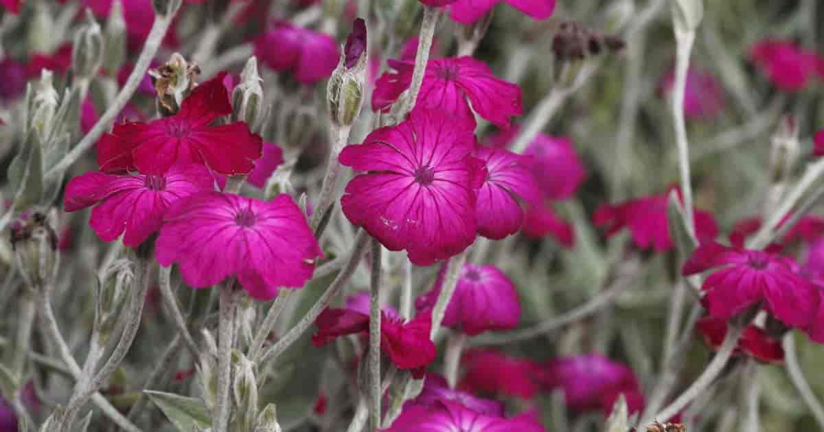 Graines Lychnis Rose Campion (Lychnis Coronaria) 50+ Semences - Fleurs Vivaces Jardin