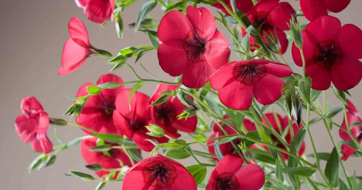 red flax flower seeds Scarlet Flax – (Linum grandiflorum) Flowering Flax Red Flax Crimson Fl – Bumbleseeds