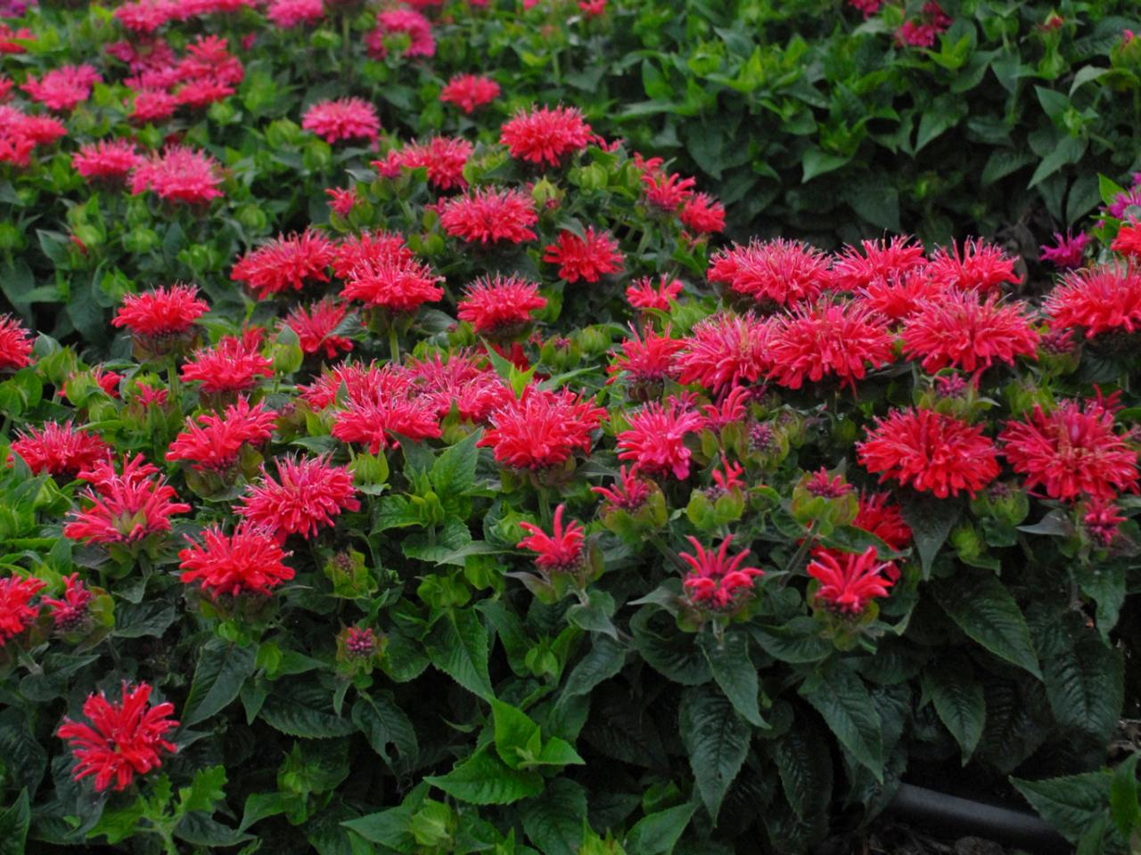 Bee Balm - Scarlet Red Bergamot (Monarda didyma) Red Beebalm Bergamot ...