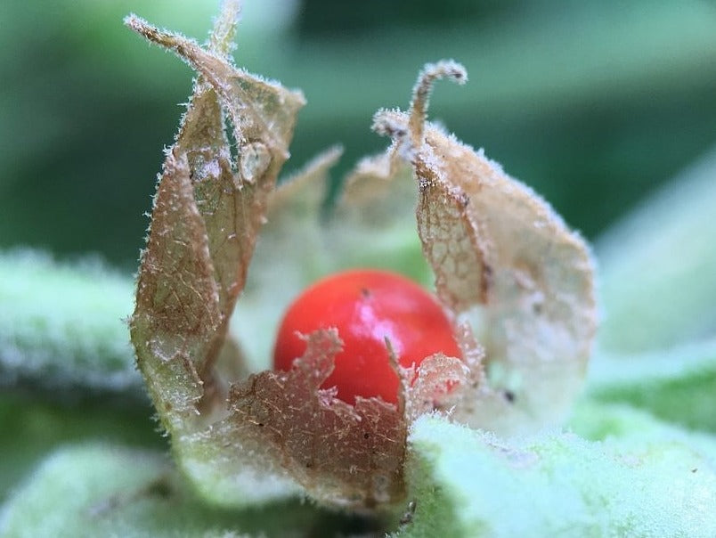 Ashwaghanda - Indian Ginseng (Withania somnifera) Ginseng Winter Cherry Heirloom Herb