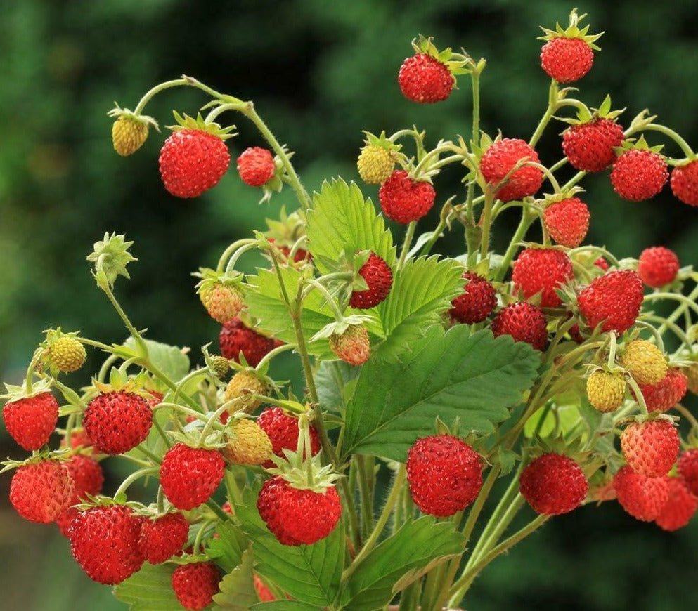 regina strawberry seeds Strawberry - Wild Alpine