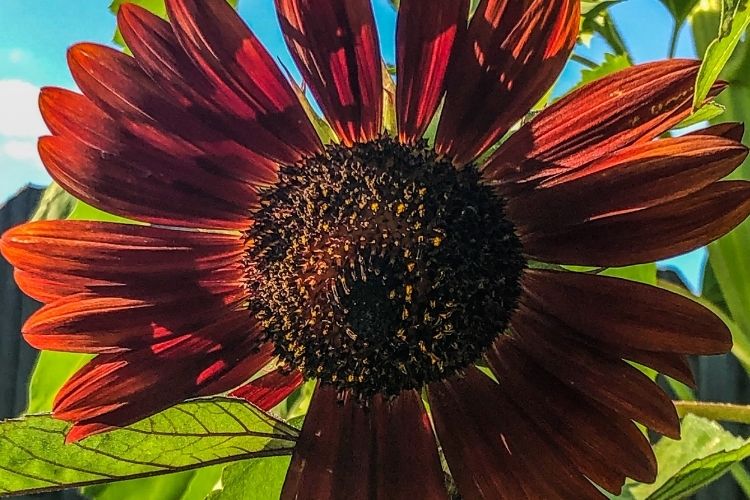 Sunflower Red Wave (Helianthus annus) Compact Red Sunflowers Bouquet Bumbleseeds