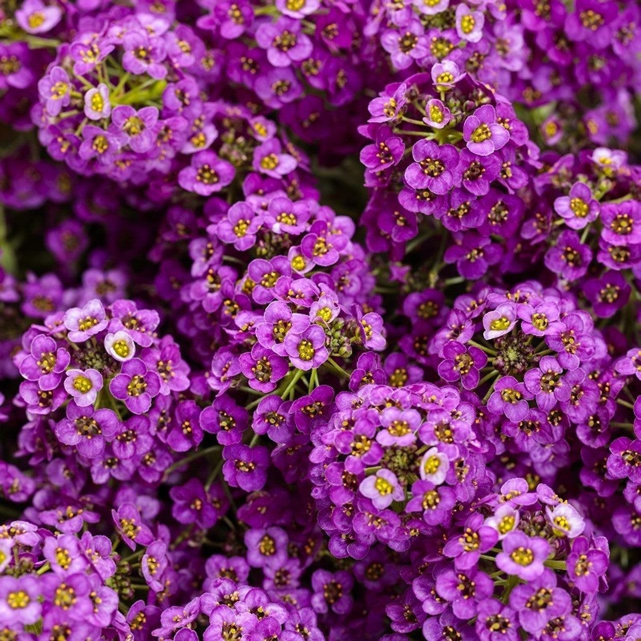 Alyssum Deep Purple Alyssum Lobularia Maritima Alyssum Flower alyssum-deep-purple-alyssum-lobularia-maritima-alyssum-flower