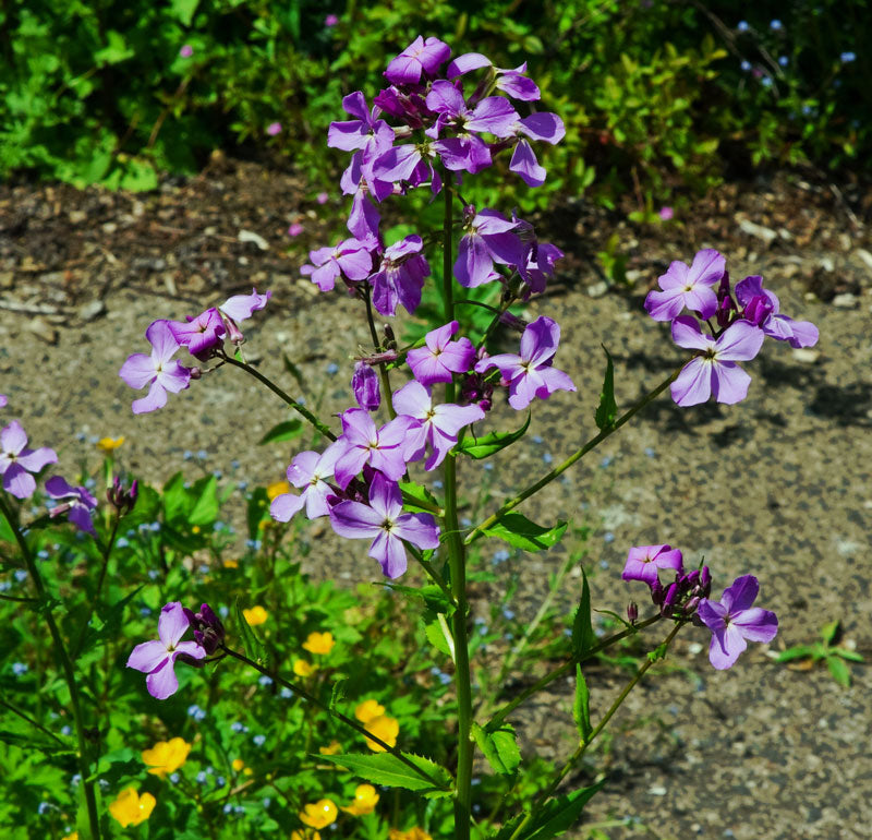 sweet rocket flower seeds Arugula