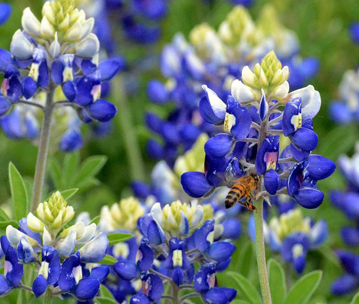 Flowers Types Bluebonnet | Best Flower Site