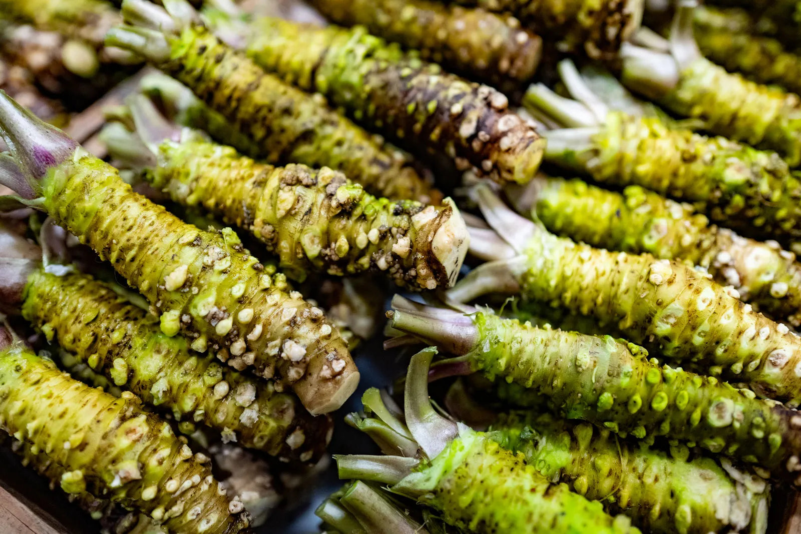 wasabi plant seeds for sale Wasabi