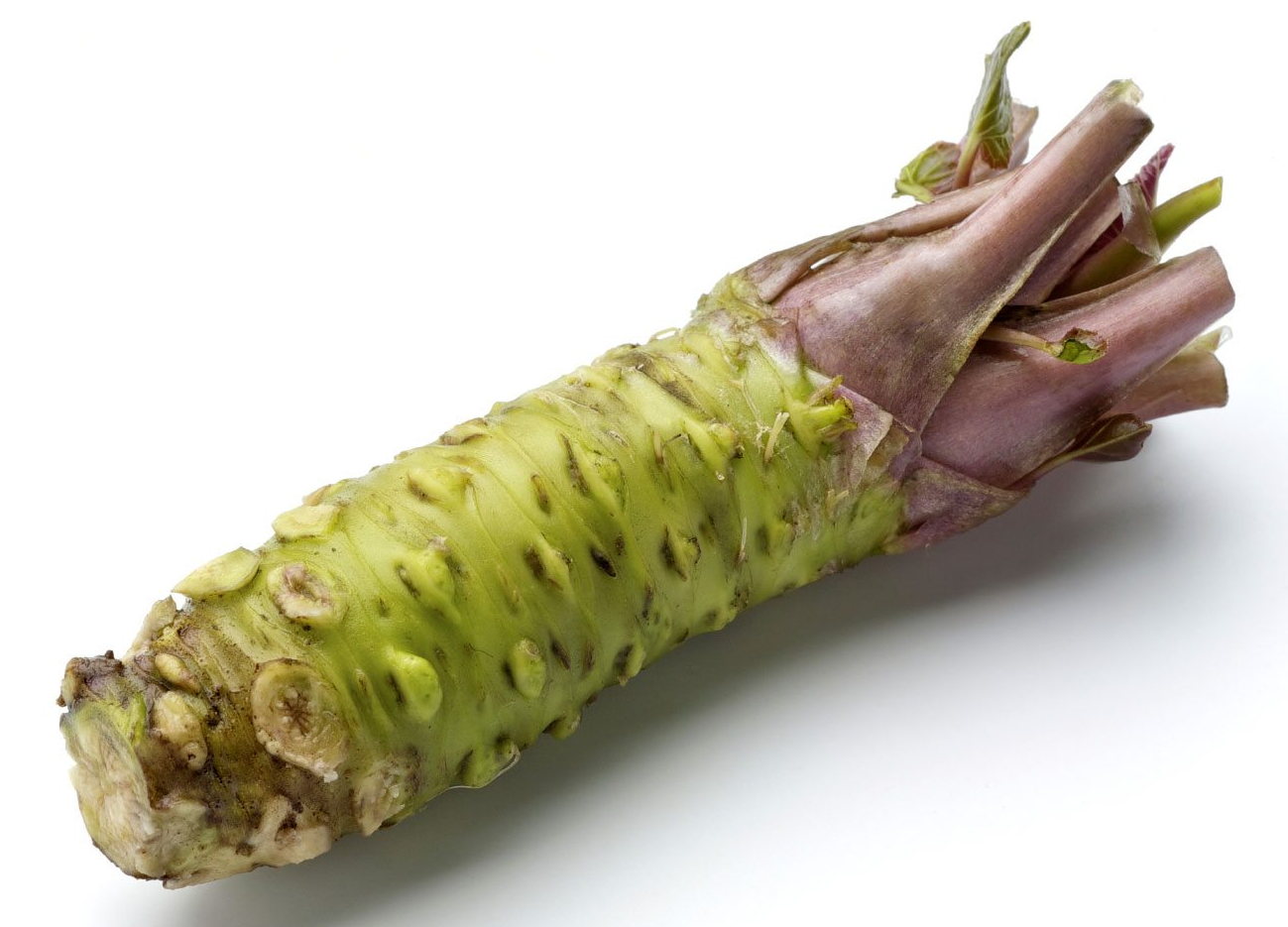- Japanese Horseradish Root (Eutrema Wasabi – Bumbleseeds