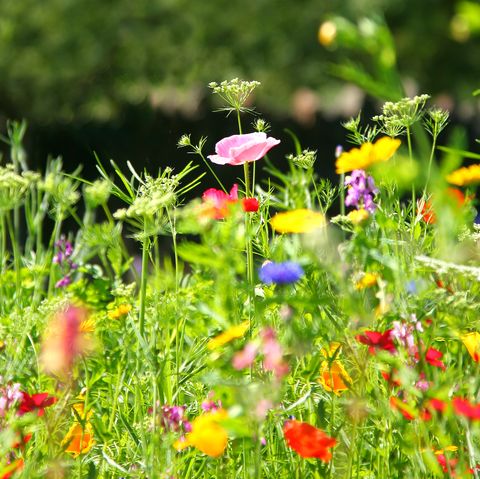 meadow flower seeds Sow Wilde