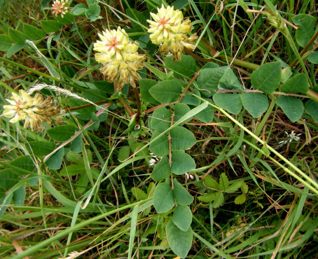 licorice seeds plant Wild Licorice (Glycyrrhiza lepidota Pursh, Fabaceae) American Licorice – Bumbleseeds
